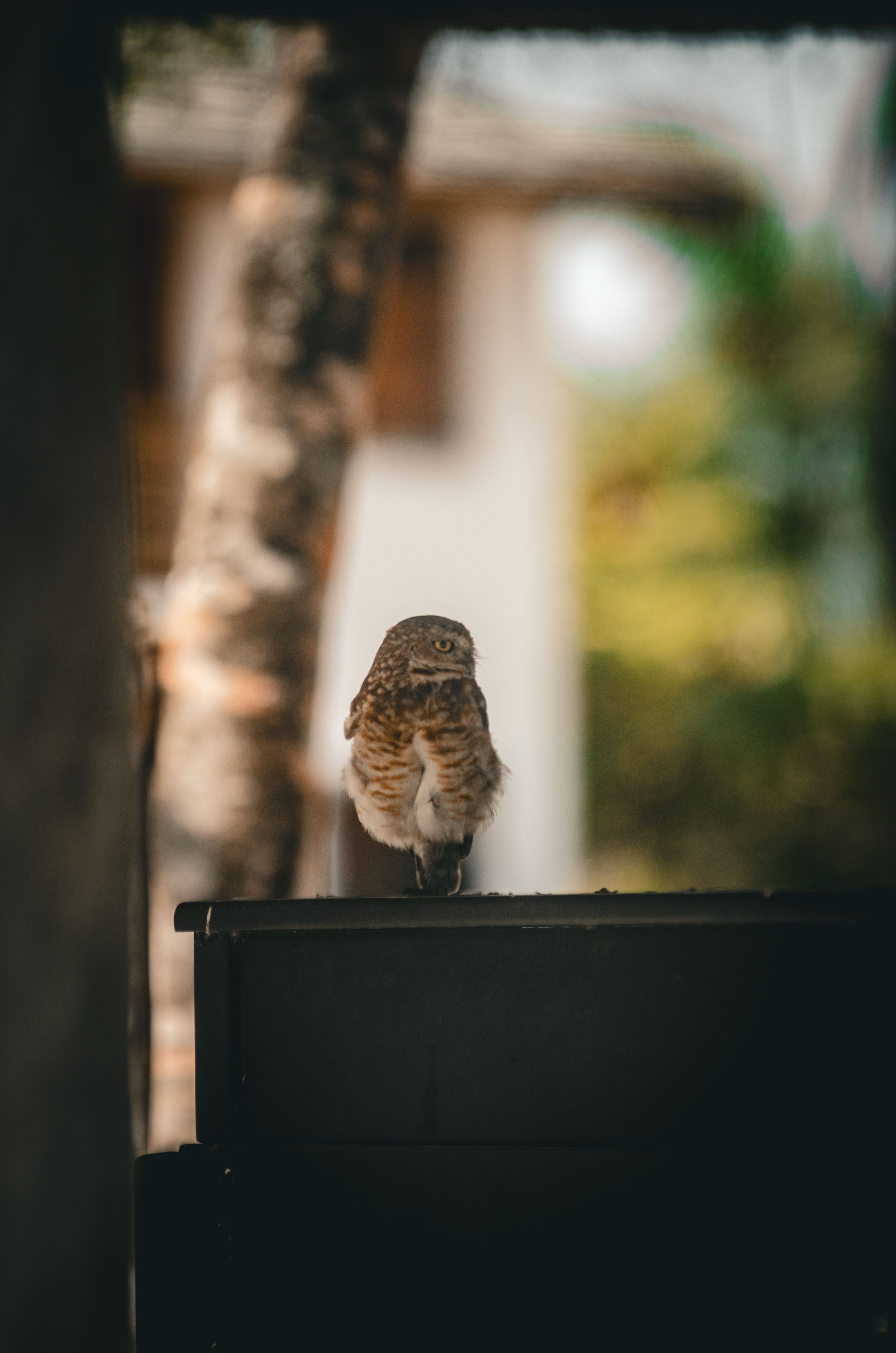 Focused owl perched outdoors in Bahia, Brazil, with blurred background.