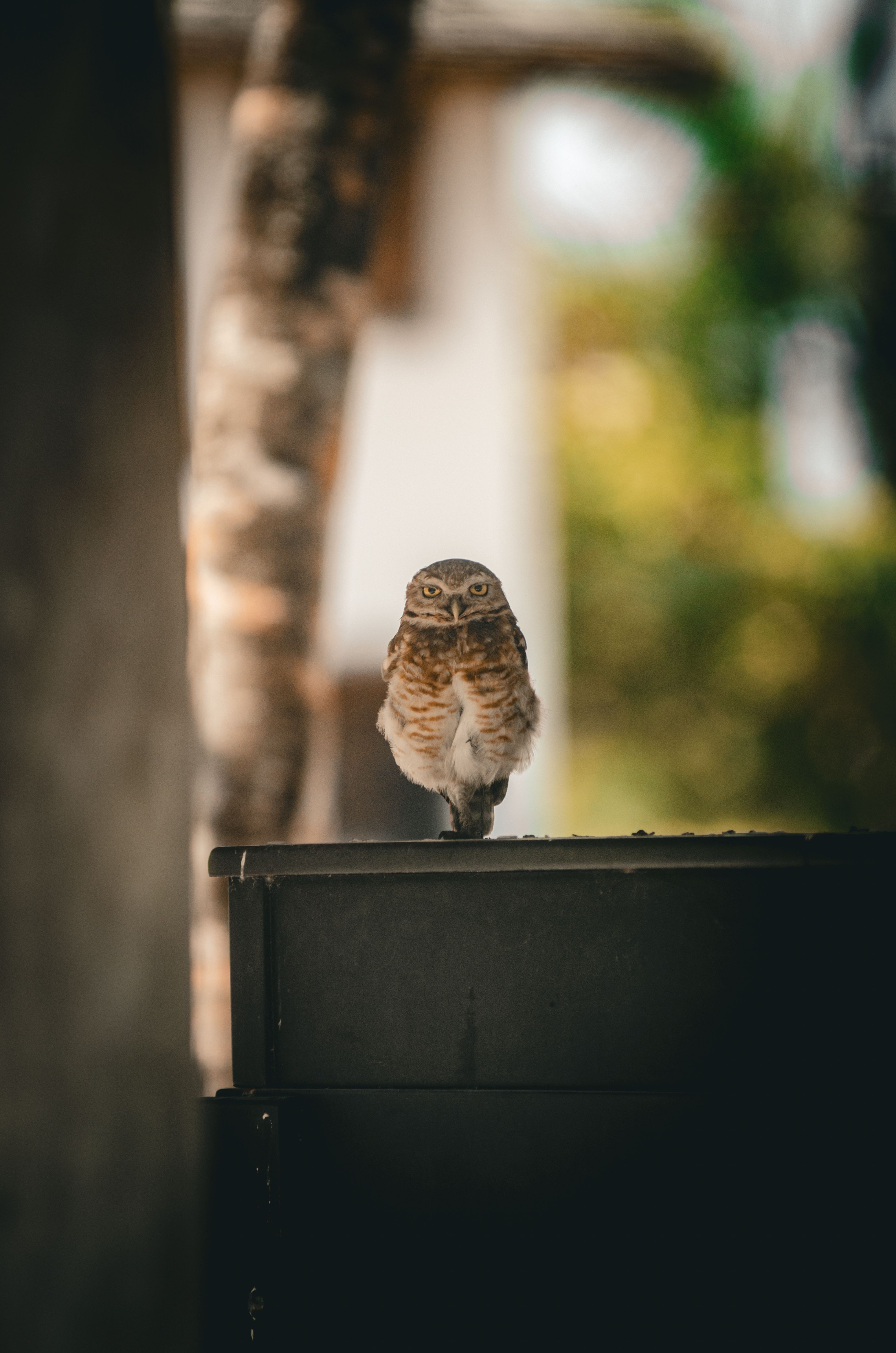 A burrowing owl stands alert on a dark structure in Bahia, Brazil, with soft, blurred foliage in the background.