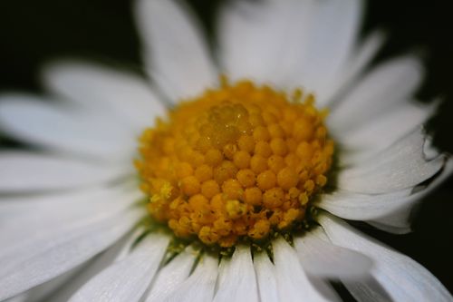 Free Detailed macro shot of a daisy showing its yellow center and white petals. Stock Photo