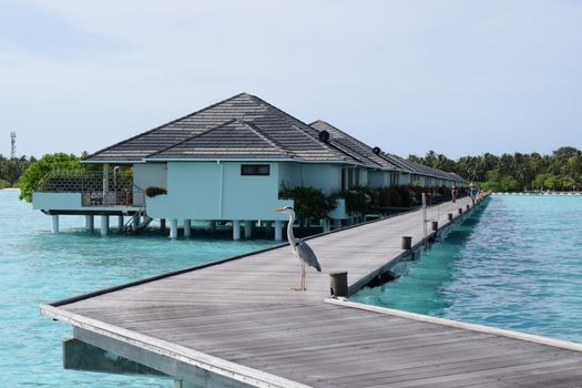 Scenic view of overwater bungalows in a tropical paradise with a heron on the deck.