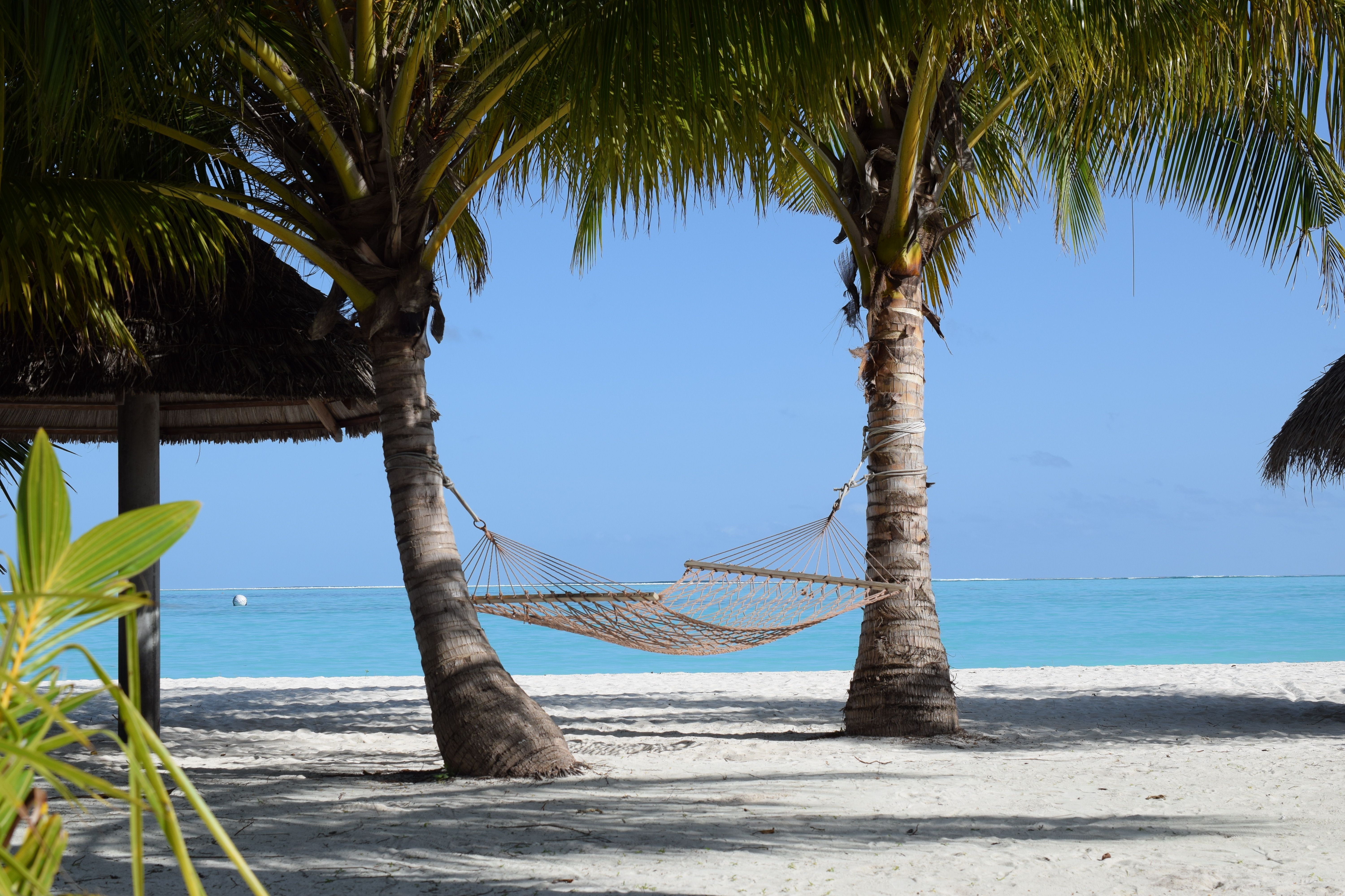 Serene beach with palm trees and hammock by turquoise sea, perfect for relaxation.
