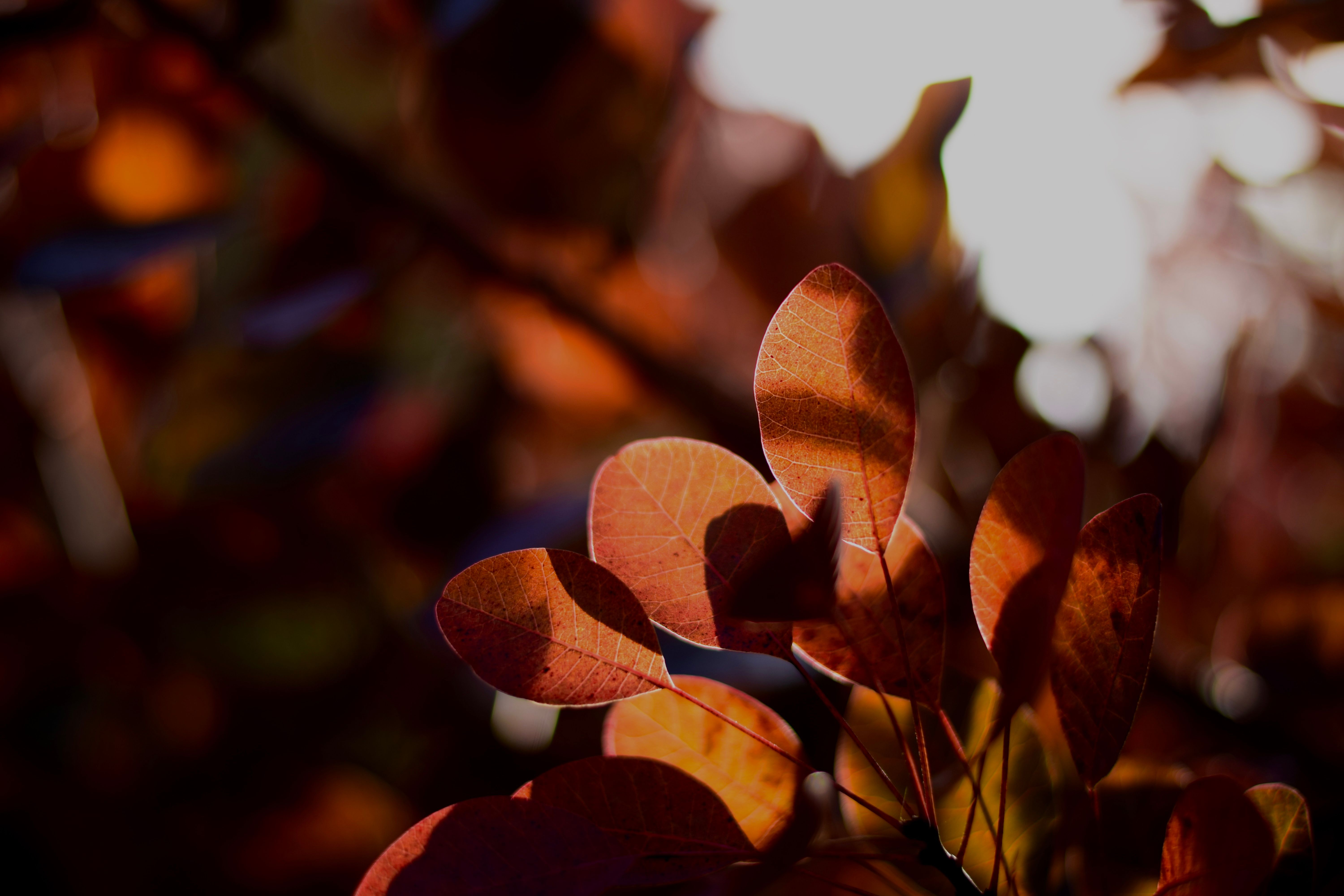 Close-up of vibrant red autumn leaves with sunlight filtering through. Captures the essence of fall.