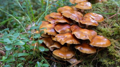 Free A group of honey mushrooms growing densely on a forest floor, surrounded by greenery. Stock Photo