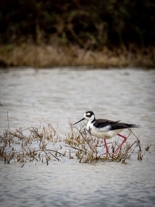 Free A Black-Necked Stilt wading through a wetland area with dried shrubs around. Stock Photo
