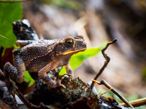 Free Detailed macro shot of an Eastern American Toad (Anaxyrus americanus) resting on forest debris, highlighting its textured skin. Stock Photo