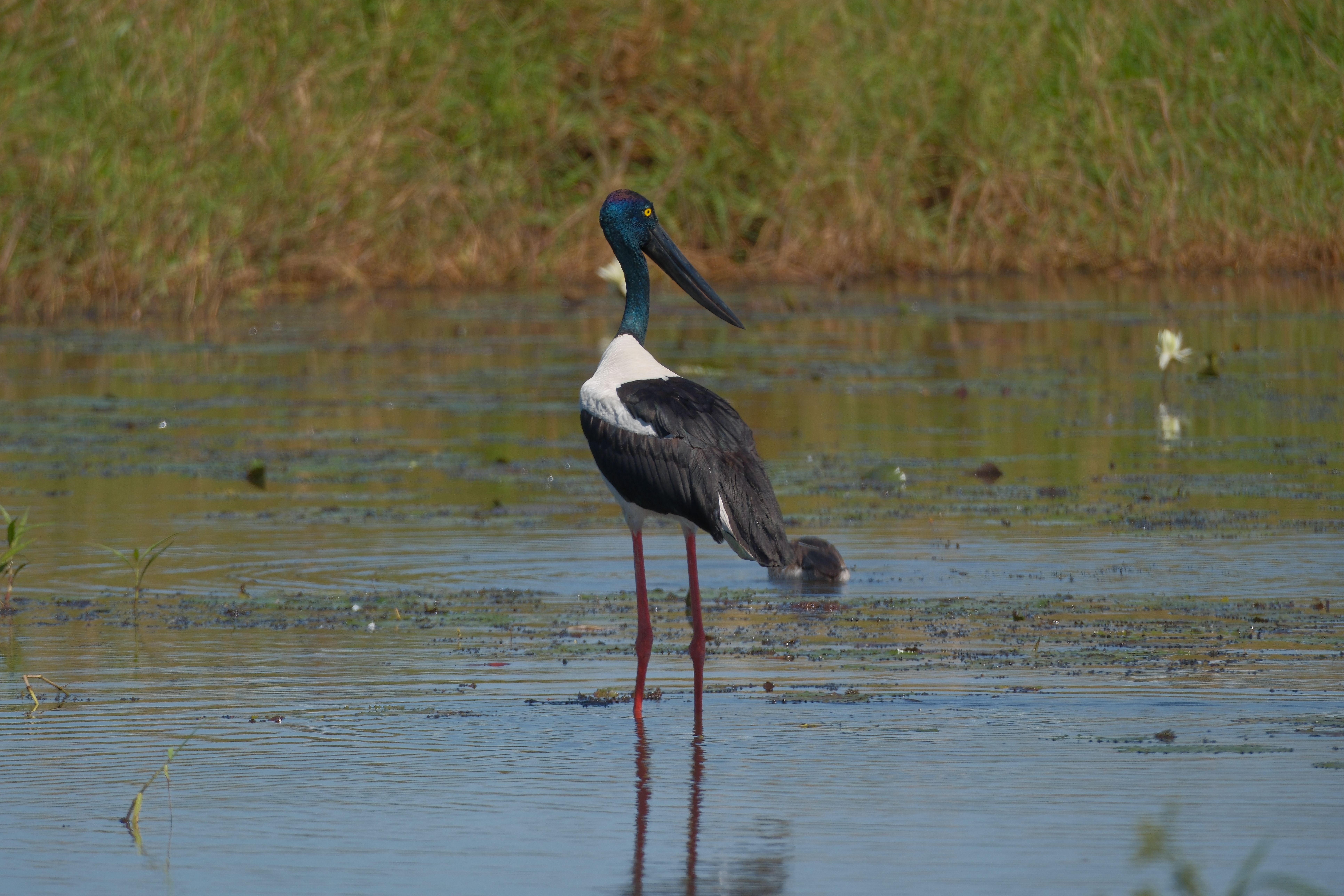Jabiru