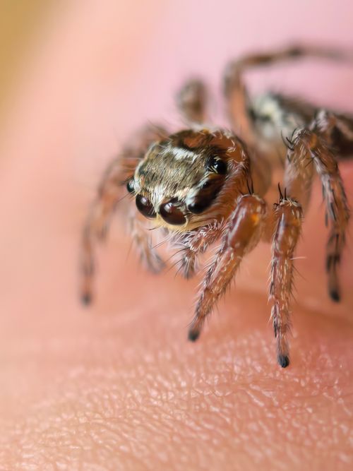 Free Close-up macro shot of a jumping spider perched on human skin, showcasing intricate details. Stock Photo