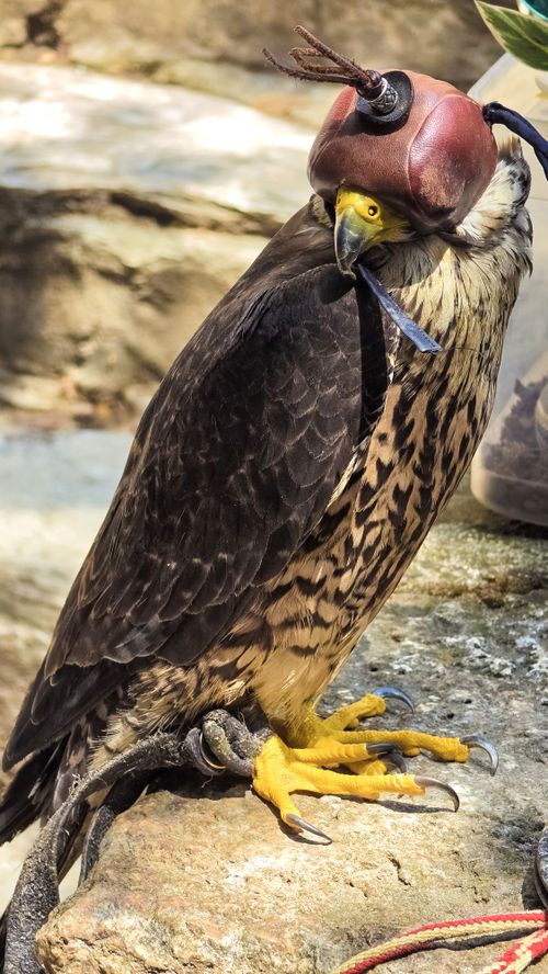 Free A hooded peregrine falcon with jesses, perched on a rock in sunlight. Stock Photo