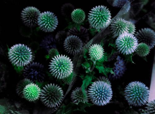 Free Detailed overhead view of Eryngium flowers showcasing vibrant greens and blues in a dramatic composition. Stock Photo