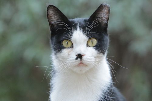 Free Close-up portrait of a black and white cat with striking eyes, captured outdoors. Stock Photo