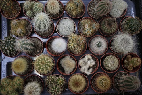 Free stock photo of aerial, cactus, plants