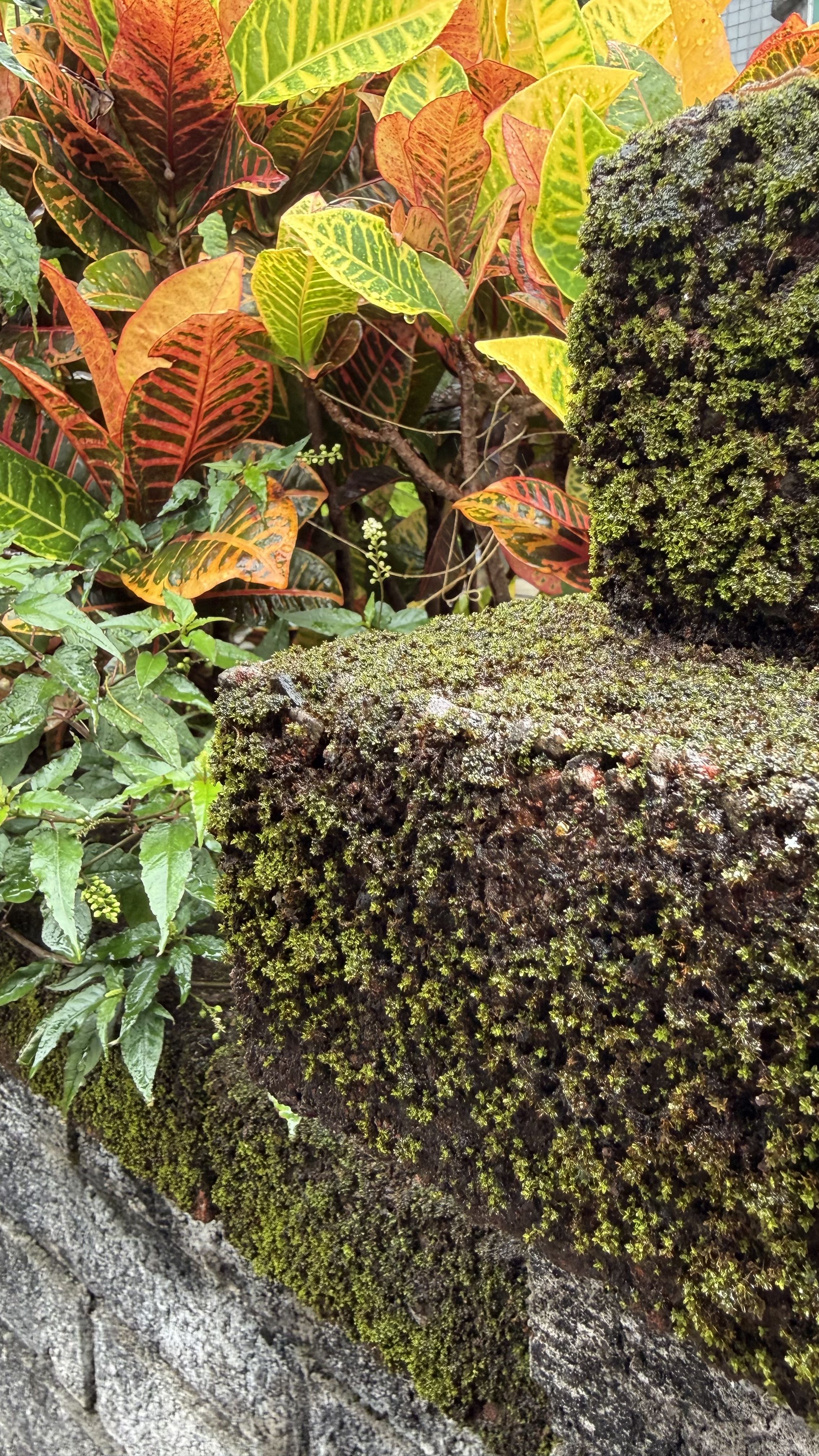 Fotomural Las vibrantes hojas de codiaeum y el musgo exuberante sobre un muro de piedra desgastado crean un contraste llamativo.