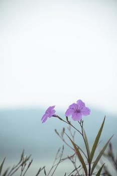 Beautiful purple flowers with a soft mountain backdrop under a clear sky.