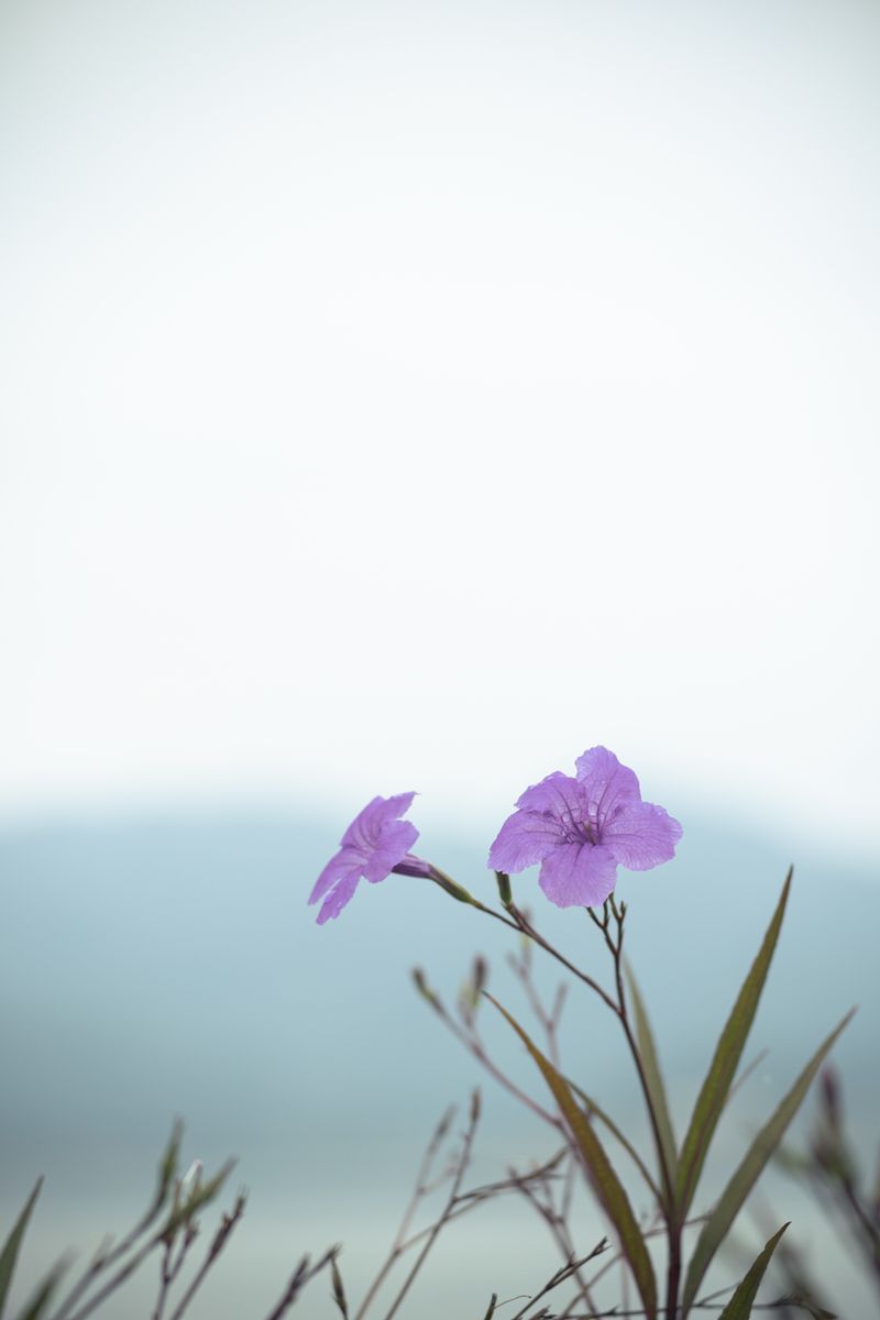 高 长华