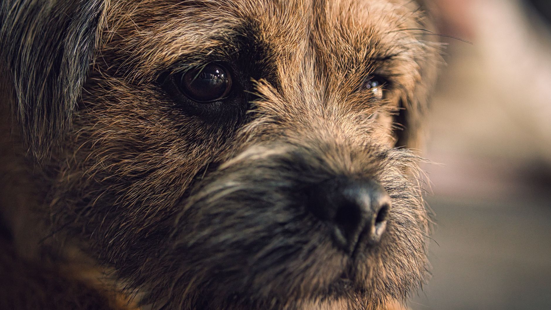 Border Terrier