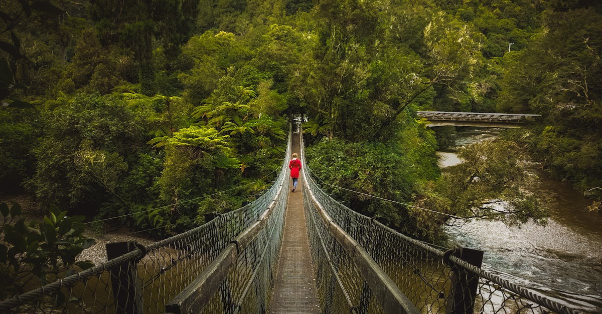 Free stock photo of bridge, contrast, forest