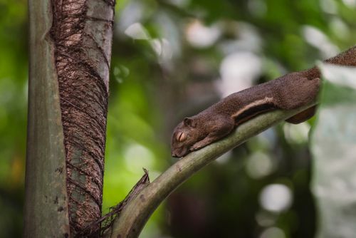 Free A peaceful brown squirrel dozes on a tree branch in the lush rainforest of Thailand. Stock Photo
