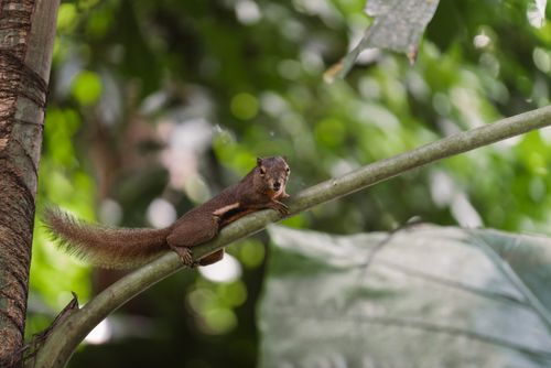Free Curious squirrel perched on tropical branch in Thailand forest with lush green bokeh backdrop. Stock Photo