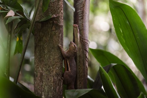 Free Close-up of a squirrel climbing a tree amidst lush jungle foliage in Singapore. Stock Photo
