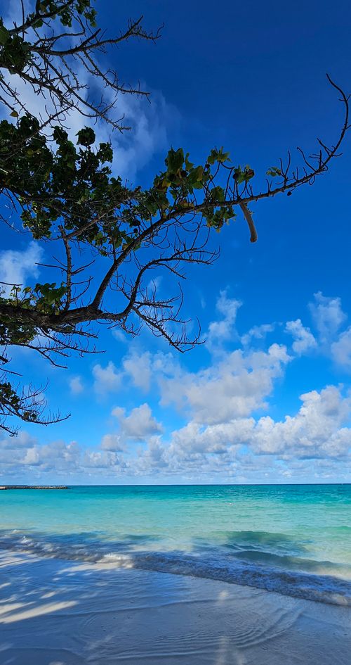 Free Serene tropical beach scene with clear sky, turquoise water, and foliage on a sunny day. Stock Photo