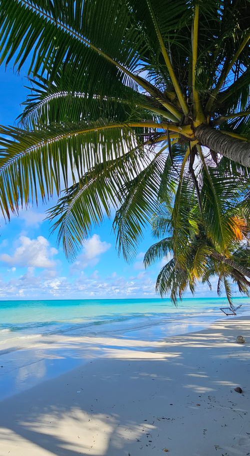 Free Serene tropical beach with lush palm trees and clear blue sea under a bright sky. Stock Photo