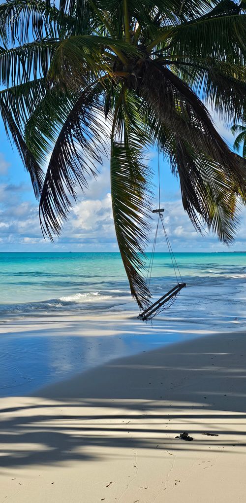 Free Idyllic beach scene with a palm tree swing overlooking turquoise ocean waves. Stock Photo