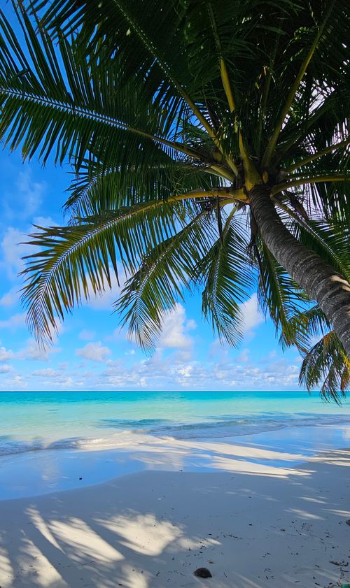 Free Stunning tropical beach scene with palm tree shade and turquoise ocean. Stock Photo