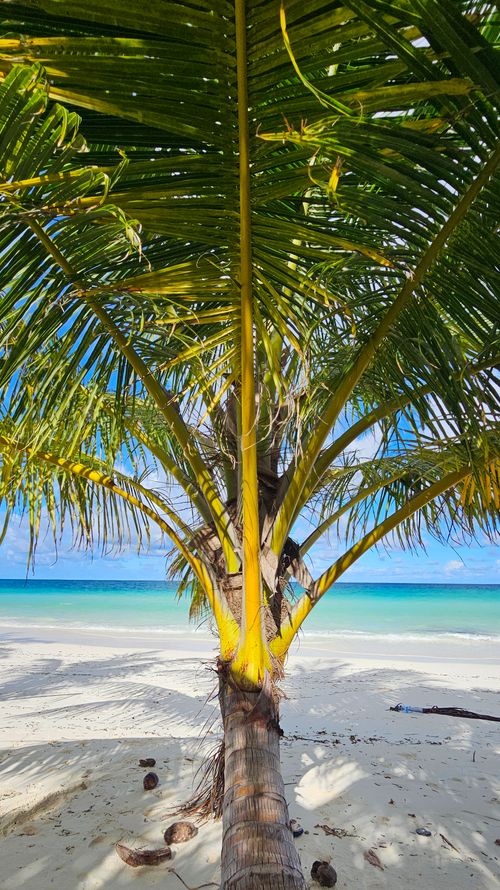 Free Sunny tropical beach with palm tree and azure ocean, perfect for a vacation escape. Stock Photo