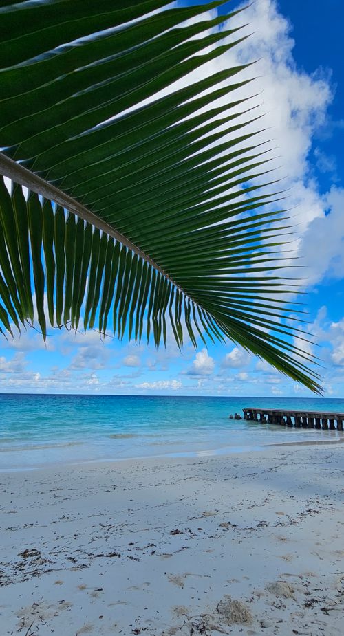 Free Serene tropical beach with palm leaf and clear blue ocean under a cloudy sky. Stock Photo