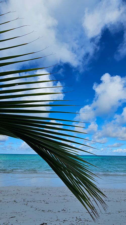 Free Serene tropical beach scene featuring palm fronds, white sand, and clear blue skies. Stock Photo