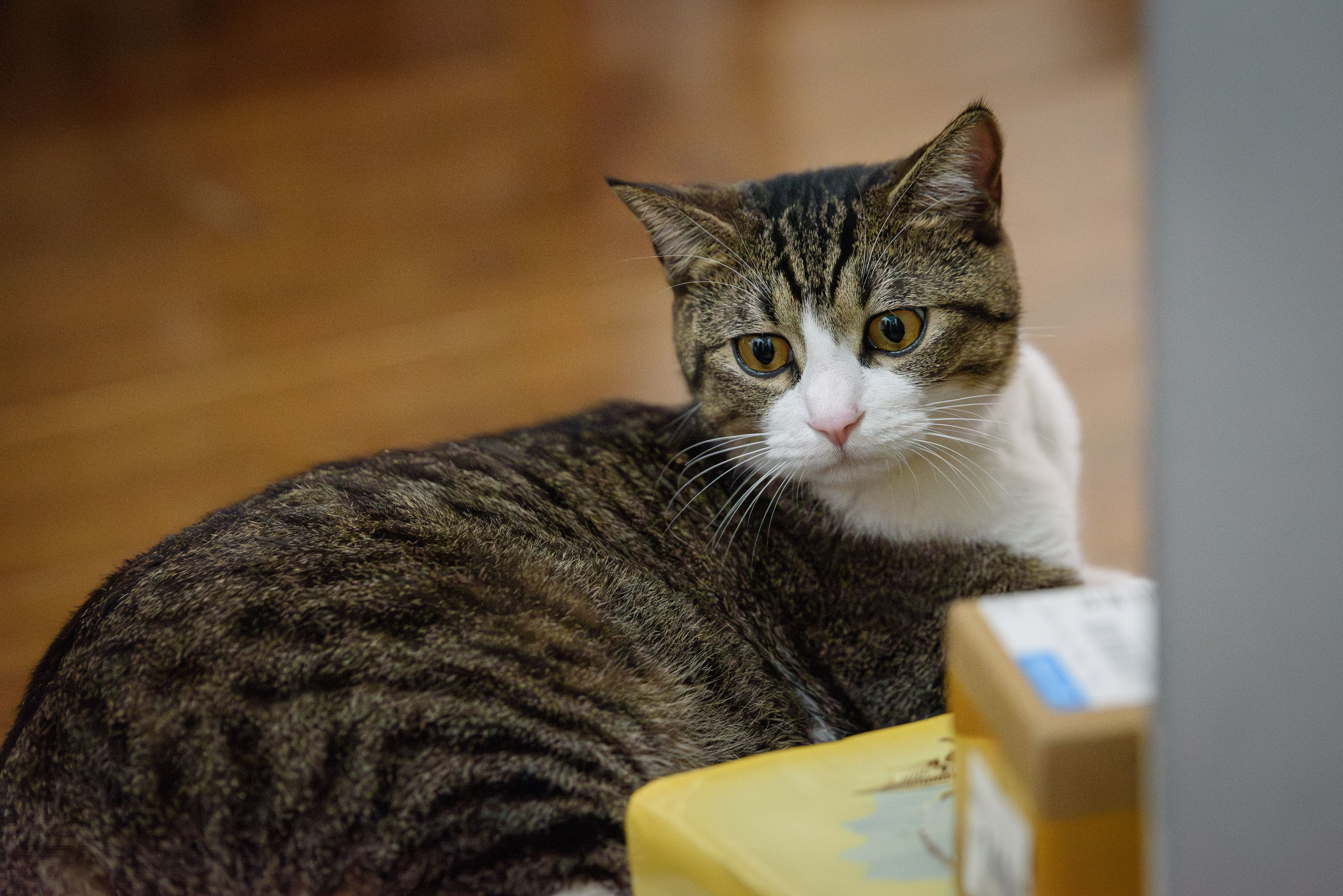 fat tabby cat resting on a modern living room floor