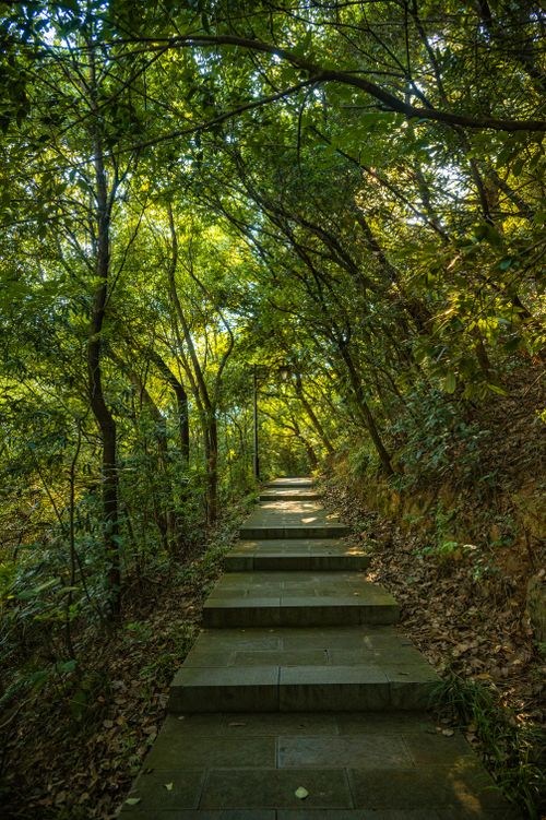 Free Sunlit forest pathway surrounded by lush greenery, creating a serene and inviting nature scene. Stock Photo