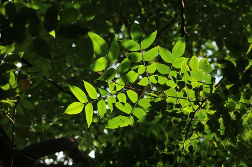 Free Fresh green leaves dappled with sunlight in a lush forest canopy. Stock Photo