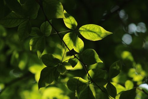Free Close-up of vibrant green leaves illuminated by sunlight in a forest setting. Stock Photo