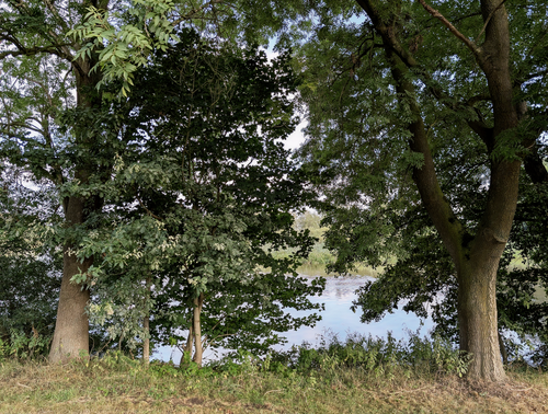 Free Dense trees by a calm river create a serene nature scene. Stock Photo
