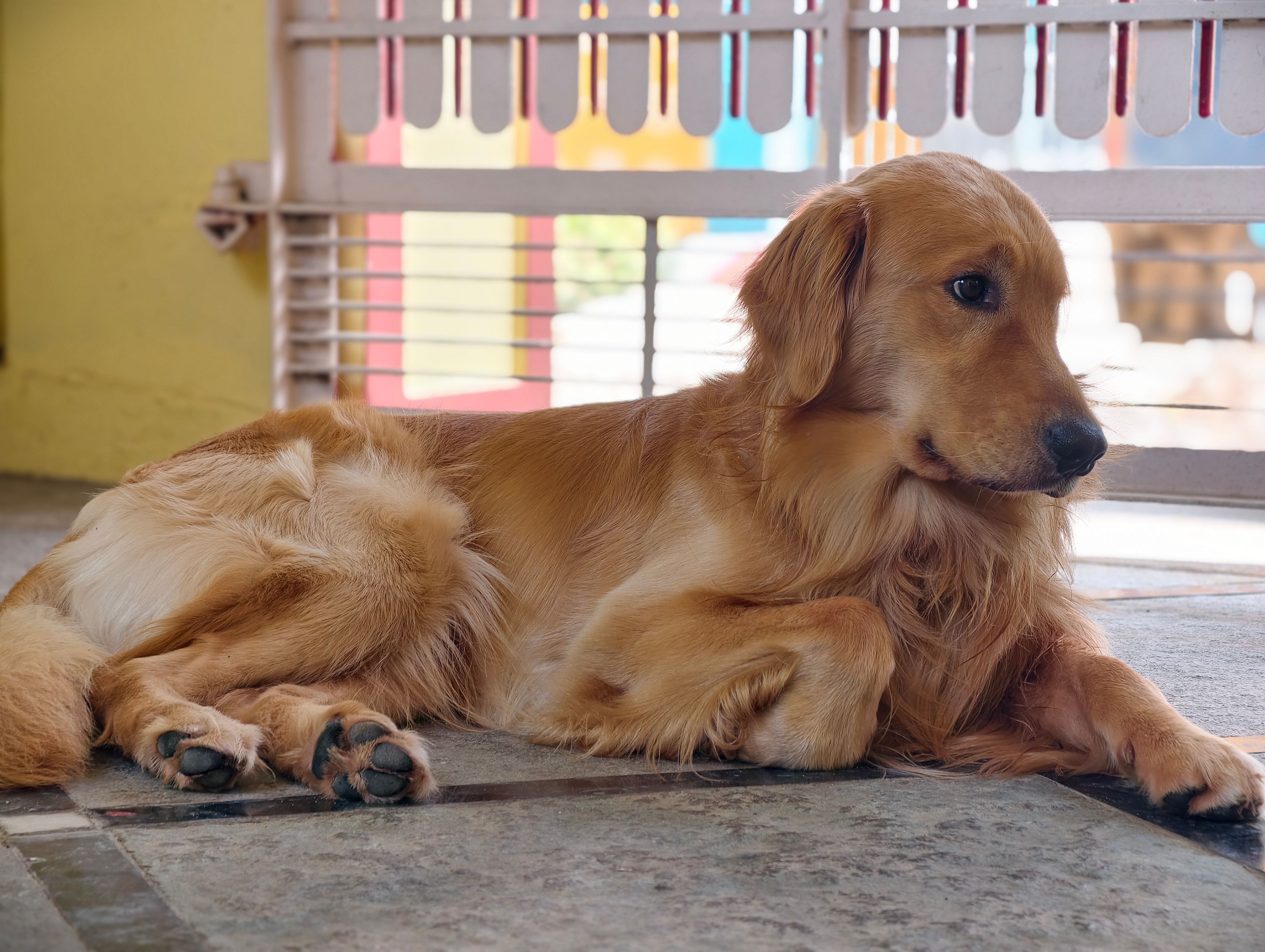Top 7 Best Dog Gates