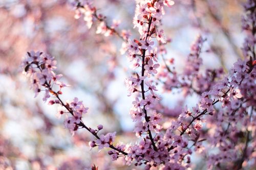 Free Stunning cherry blossoms in soft focus, capturing spring's essence. Stock Photo
