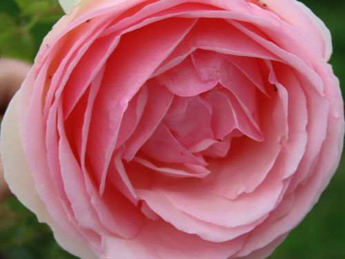Free stock photo of bloom, blooming, flower Stock Photo