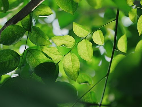 Free Close-up of fresh green leaves in natural sunlight highlighting the beauty of nature. Stock Photo