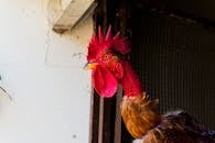 Brown Rooster