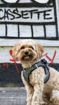 Adorable small dog poses in front of graffiti wall, adding charm to the urban scene.