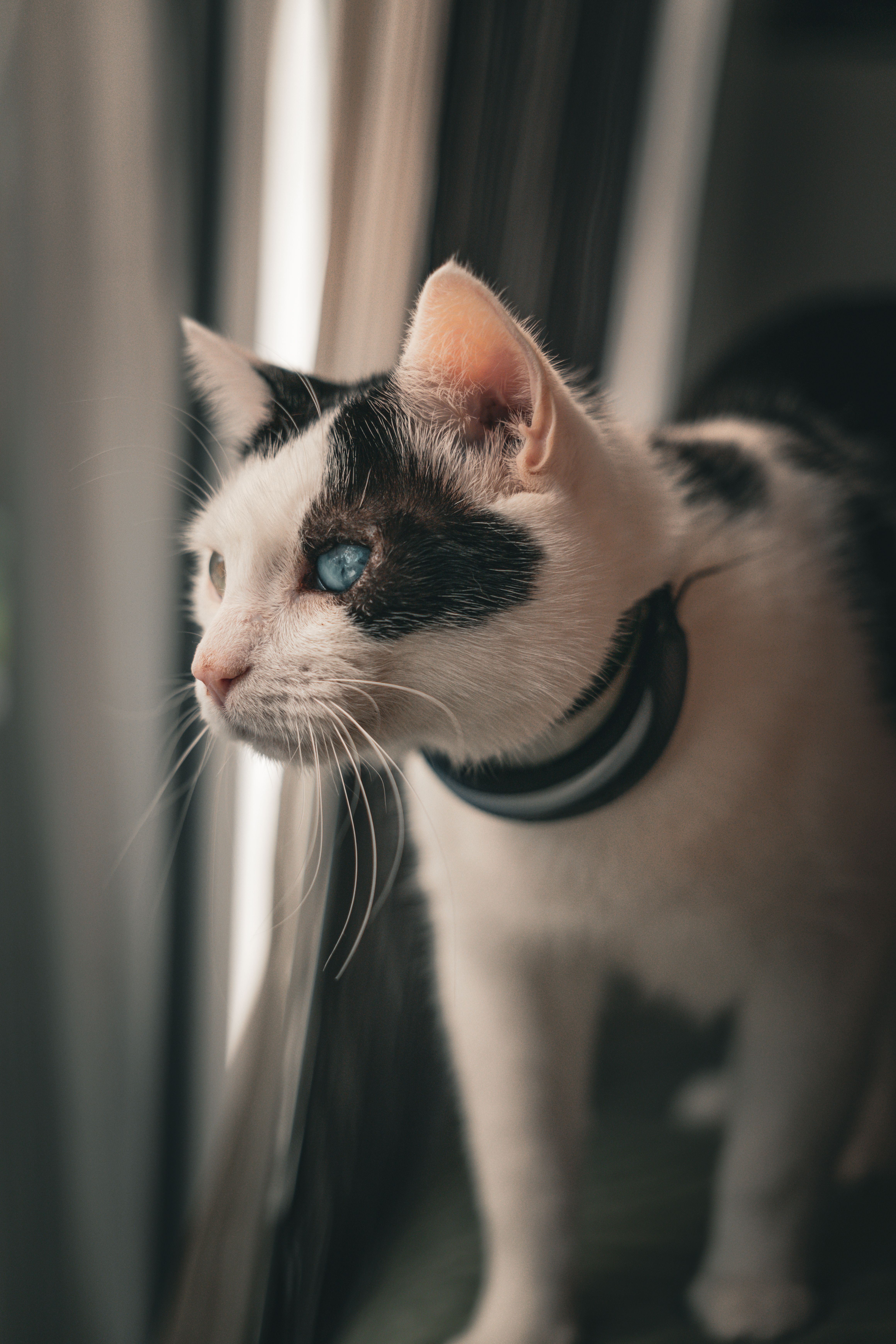 Tech et animaux : les innovations qui changent la vie des propriétaires en 2026 