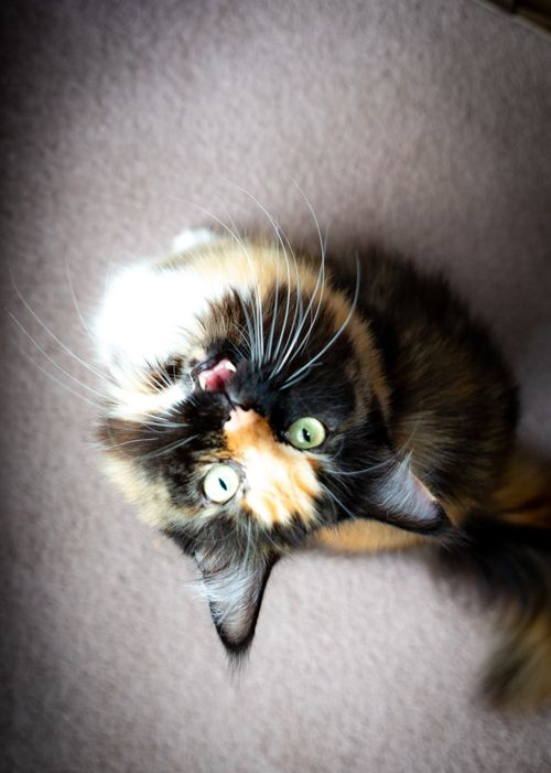 Free A curious calico cat gazes up with an open mouth, sitting on a soft carpet. Stock Photo