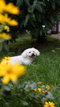 A cheerful Bichon Frise lying on vibrant green grass surrounded by yellow flowers.