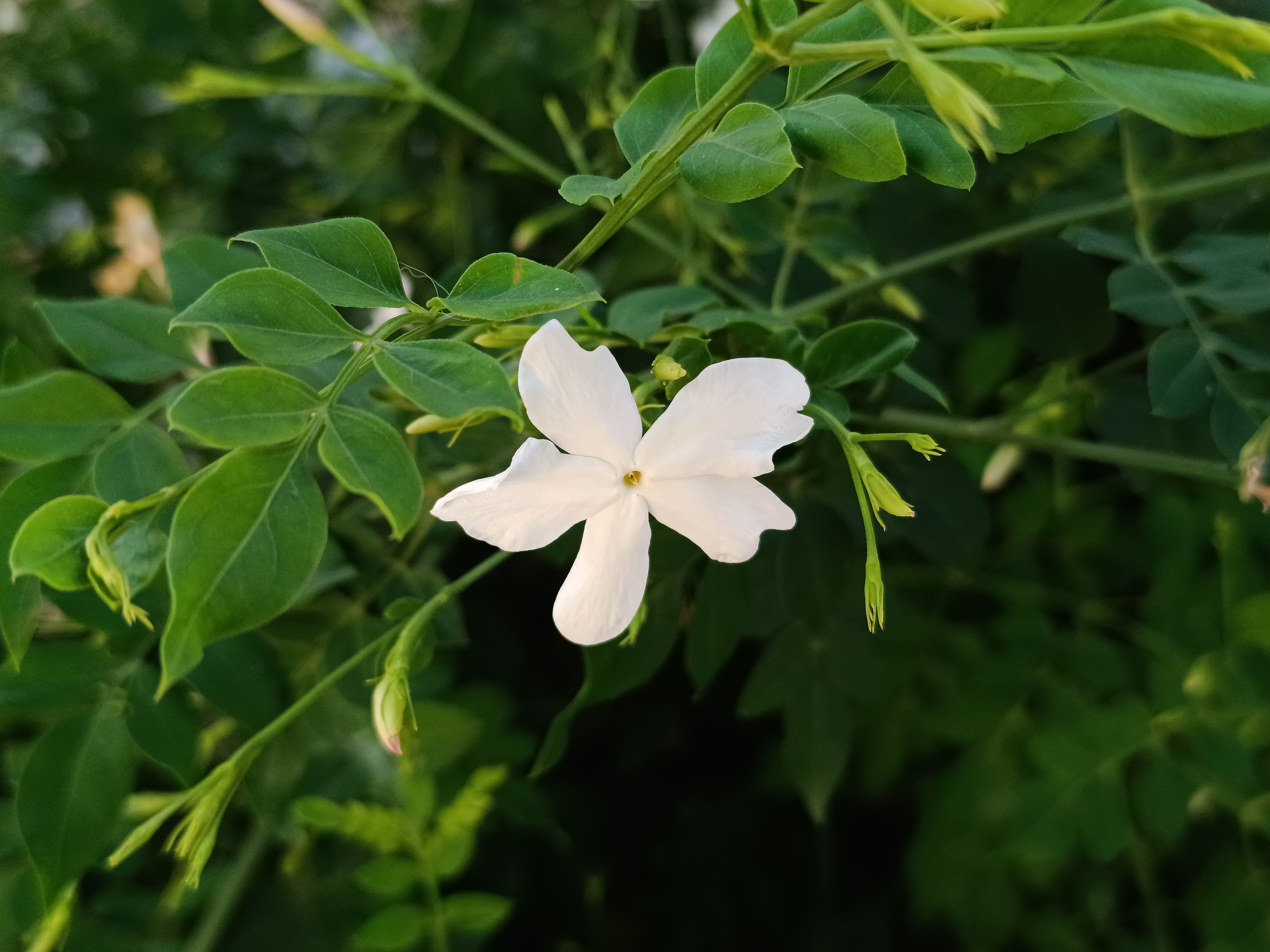 Close-up of a white jasmine flower surrounded by green leaves, capturing the natural beauty.