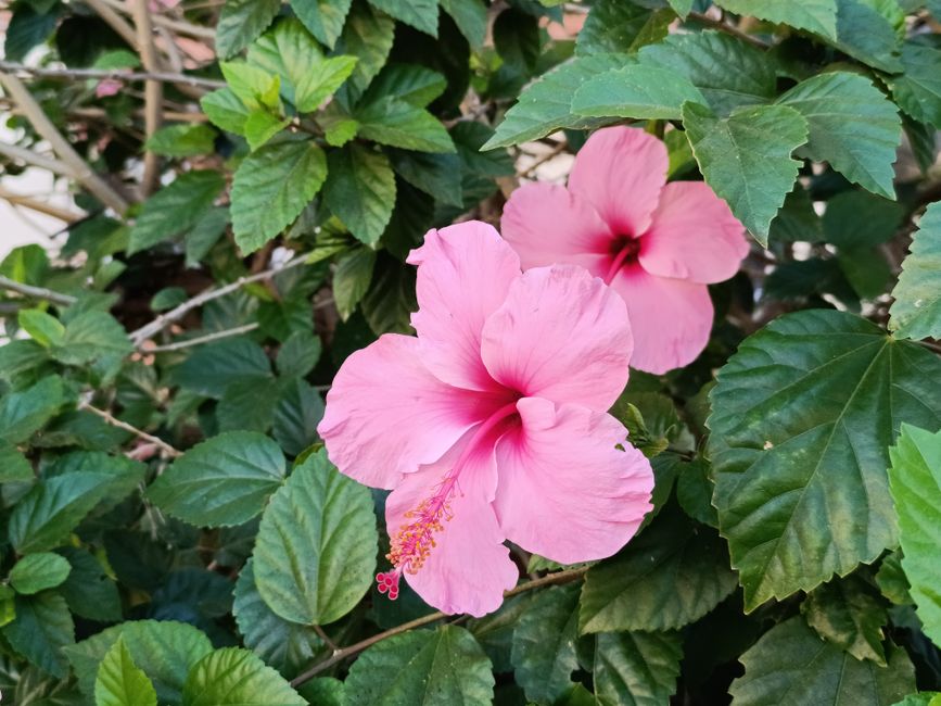 Fotomural Preciosa fotografía de primer plano de flores de hibisco rosadas con hojas verdes exuberantes a plena luz del día.