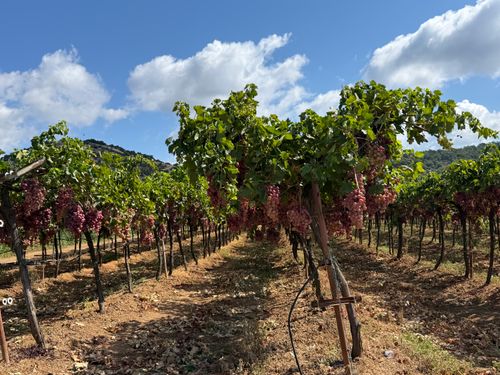 Free Ripening grape vineyard in Turkey under clear blue skies during harvest season. Stock Photo