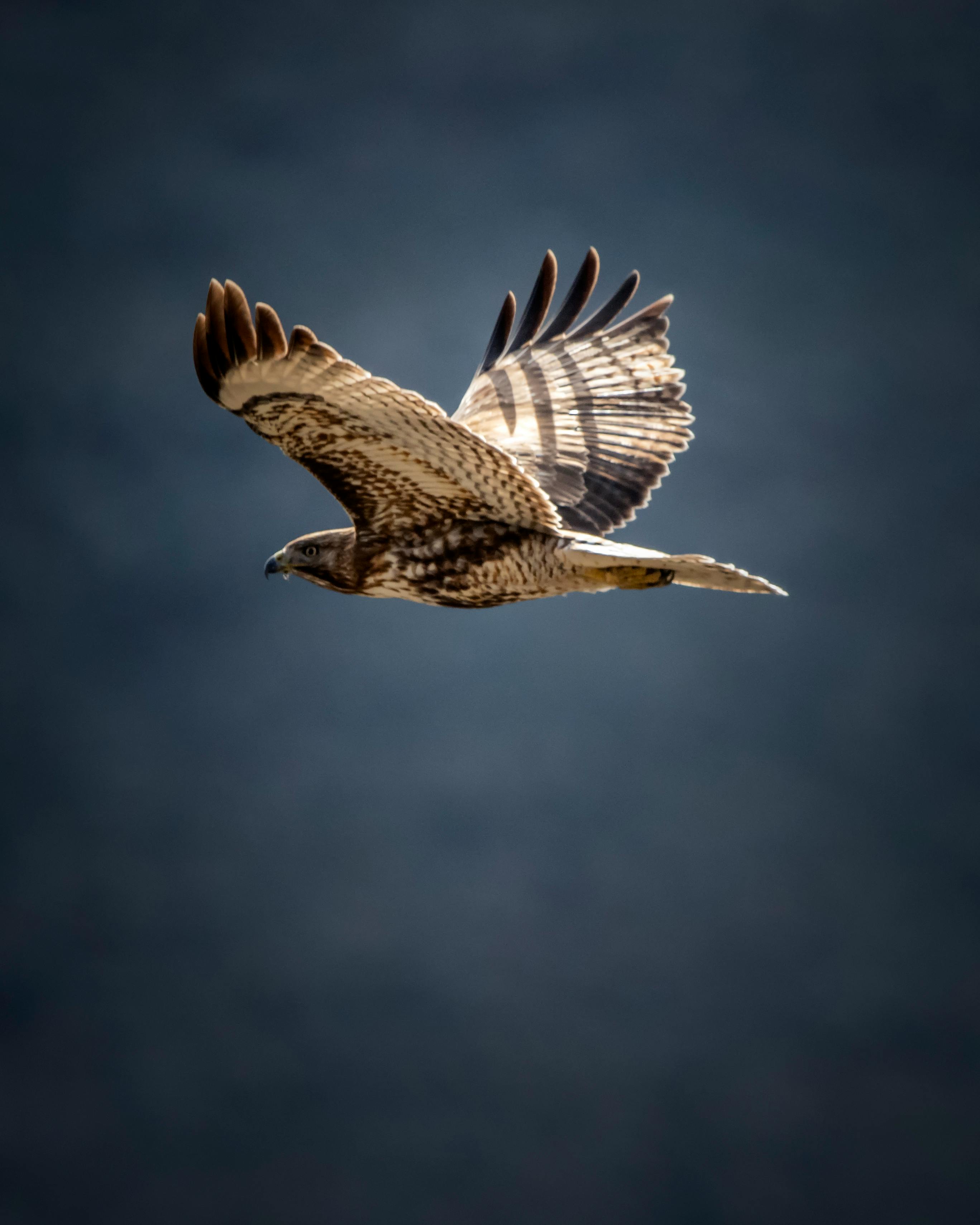 Hawk Photos, Download The BEST Free Hawk Stock Photos & HD Images