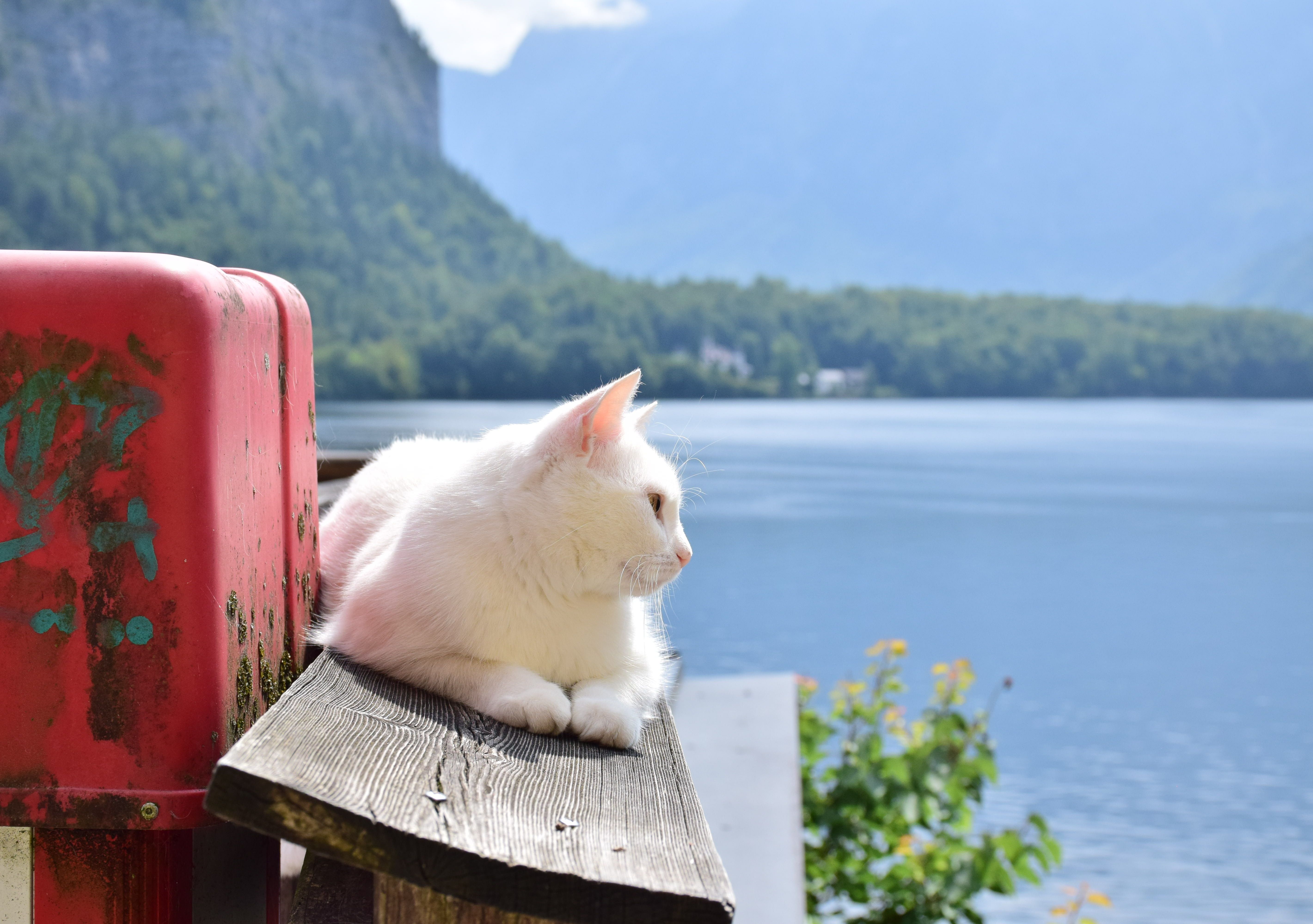 A serene white cat relaxing on a wooden bench by the beautiful Hallstatt lake.