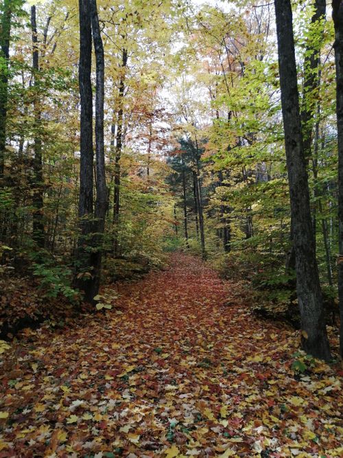 Free A tranquil forest path covered with vibrant autumn leaves in Canada. Stock Photo